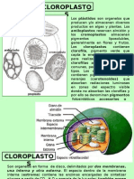 Cloroplasto S: Amiloplastos Reservan Almidón y Cromoplastos