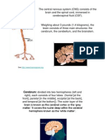 The Central Nervous System (CNS) Consists of The Brain and The Spinal Cord, Immersed in Cerebrospinal Fluid (CSF)