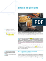 Cap25 - Sintesis de Glucogeno