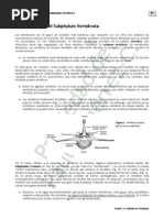 Vertebrados - Tema 4-3 Origen de La Mandibula