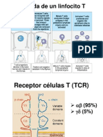 Ontogenia Linfocito T