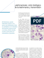 AV - 20 - 16-19 - Leishmaniosis Ciclo y Transmisión