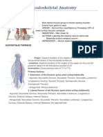 Musculoskeletal Anatomy Review Notes