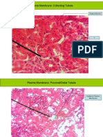 Plasma Membrane: Collecting Tubule: Distinct Border