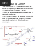 Ciclo de La Urea