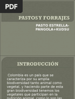 Pasto Estrella