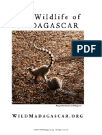 Mammals of Madagascar