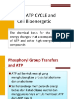 Atp Cycle