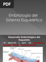 Sistema Esqueletico Embriologia