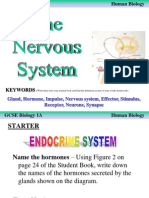 The Nervous System and Reflex Arc