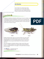 CM2 Prime Time 3.2 Looking at Cicada Cycles