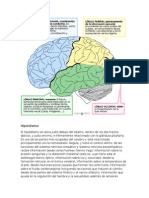 Funciones Neuropsicologia1