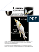 Lutino Cockatiels