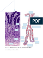 Histology+Notes For Exam 3