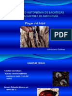 9 Plagas Frijol1 PDF