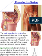 The Male Reproductive System