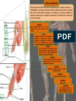 Sistema Muscular