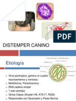 Distemper Canino