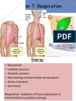 Chapter 7: Respiration