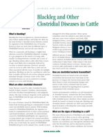 Blackleg and Other Clostridial Diseases in Cattle