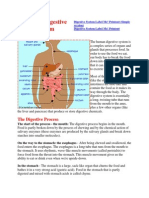 Human Digestive System