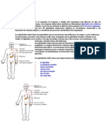 Glandulas Endocrinas