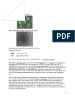 Stem Cell: Cellula Precursoria