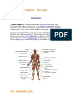 Sistema Muscular