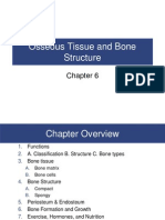 Chapter 6 Osseous Tissue and Skeletal Structure