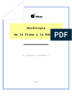 Morfologia de La Firma y Rúbrica