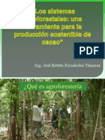 Sistemas Agroforestales Produccion Sostenible de Cacao 2011