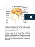 Cerebro