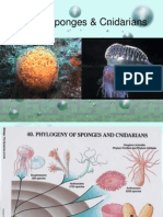 CH 26 Phylum Porifera