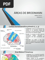 Áreas de Brodmann