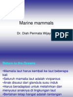 Marine Mammals