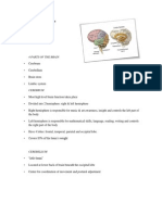 Clinical Discussion of Disease: 4 Parts of The Brain