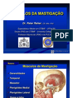 Músculos Da MastigaÇÃo Músculos Da MastigaÇÃo