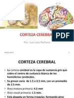 Corteza Cerebral Unid III