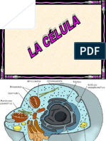 Célula, Núcleo y División Celular