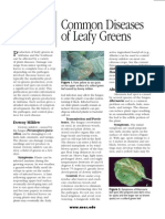 Common Diseases of Leafy Greens