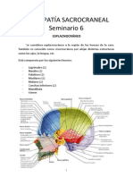 Osteopatía Sacrocraneal - Seminario-6