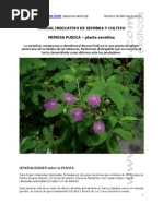 Manual Cultivo Mimosa Pudica Neocultivos