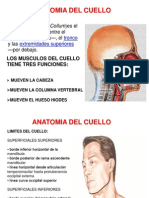 Anatomia Cabeza y Cuello