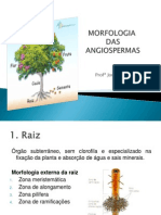 Morfologia Das Angiospermas