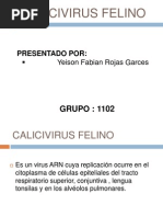 Calicivirus Felino