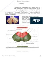 Aula de Anatomia - Sistema Nervoso - Cerebelo