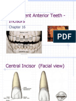 Incisors