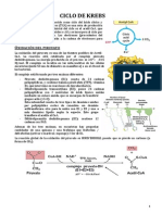 Krebs y Glioxilato PDF