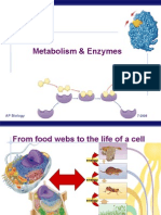 AP Bio Enzymes