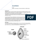 Balantidiosis o Balantidiasis